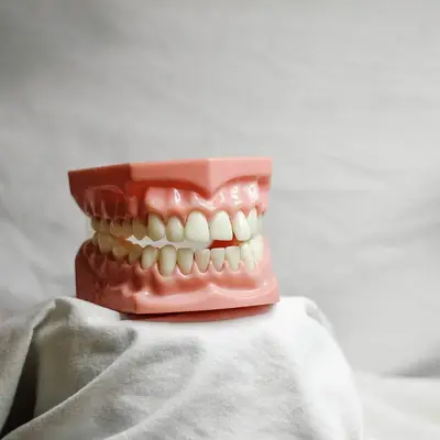 Model of a set of teeth
