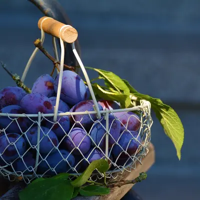 Basket of plums