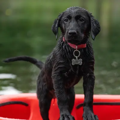 Black retriever puppy