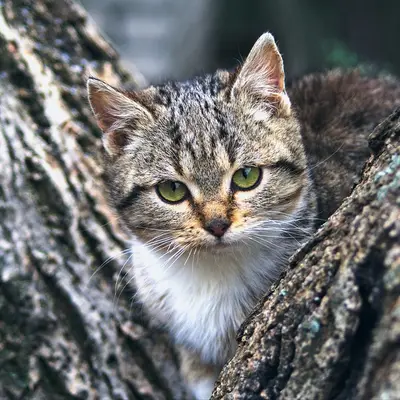 Tabby cat in a tree