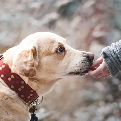 A dog being stroked