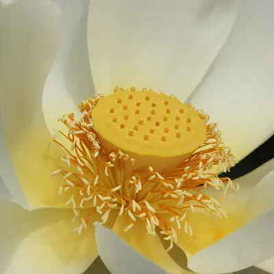 Lotus flower in close-up